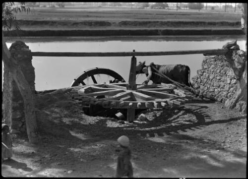 Saqquia wheel for lifting water near Cairo [with a child and a cow by a river] [picture] : [Cairo, Egypt, World War II] / [Frank Hurley]