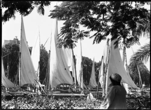 Feluccas on the Nile at Cairo [framed by trees, with a figure in foreground] [picture] : [Cairo, Egypt, World War II] / [Frank Hurley]