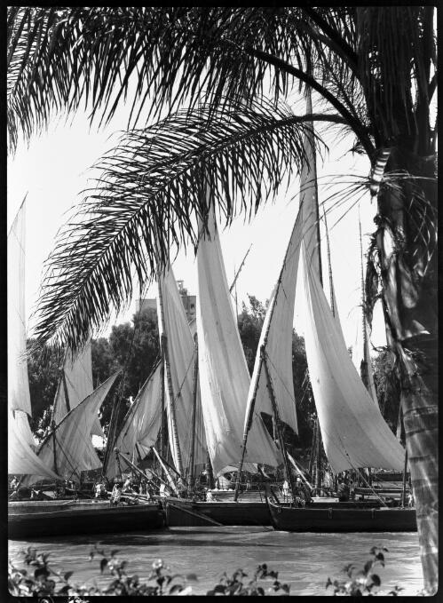 Feluccas on the Nile at Cairo [framed by trees] [picture] : [Cairo, Egypt, World War II] / [Frank Hurley]