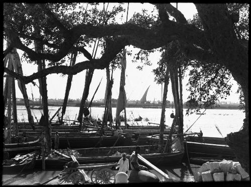 Feluccas on the Nile at Cairo [with figure, framed by large tree] [picture] : [Cairo, Egypt, World War II] / [Frank Hurley]