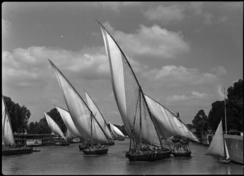 [Feluccas in full sale on the Nile, 2] [picture] : [Cairo, Egypt, World War II] / [Frank Hurley]