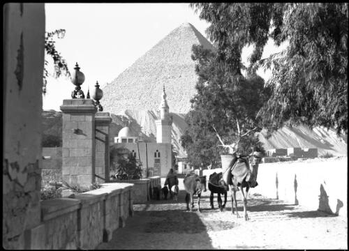 Glimpse in Mena village in the shadow of Cheops, the largest of the Pyramids [with a camel and cattle] [picture] : [Cairo, Egypt, World War II] / [Frank Hurley]