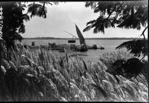 [Feluccas on a river viewed from a grassy bank with trees] [picture] : [Cairo, Egypt, World War II] / [Frank Hurley]