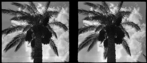 Date palm [picture] : [Cairo, Egypt, World War II] / [Frank Hurley]