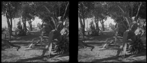 Cairo [road, trees and shrubs] [picture] : [Cairo, Egypt, World War II] / [Frank Hurley]