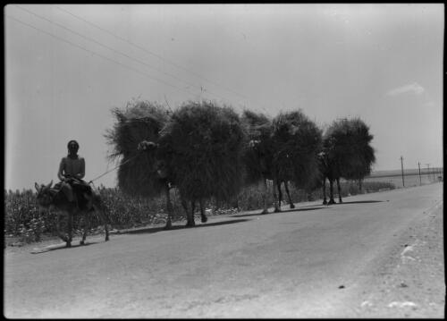[A figure on a donkey leading three camels loaded with big bundles] [picture] : [Cairo, Egypt, World War II] / [Frank Hurley]