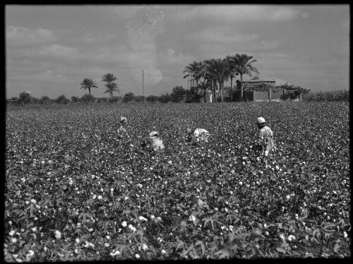 Gathering cotton crop near Cairo [four figures] [picture] : [Cairo, Egypt, World War II] / [Frank Hurley]