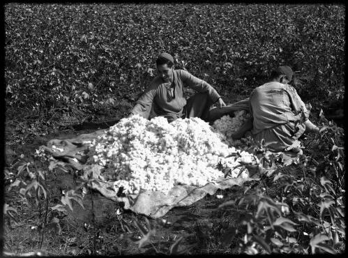 Gathering cotton crop near Cairo [two figures with a cloth spread out to collect the cotton] [picture] : [Cairo, Egypt, World War II] / [Frank Hurley]