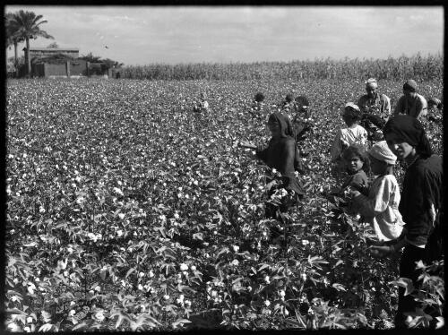 Gathering cotton crop near Cairo [several standing figures on right in field] [picture] : [Cairo, Egypt, World War II] / [Frank Hurley]