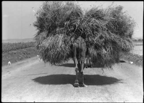 Bringing in the harvest near Gaza [1] [picture] : [Egypt, World War II] / [Frank Hurley]