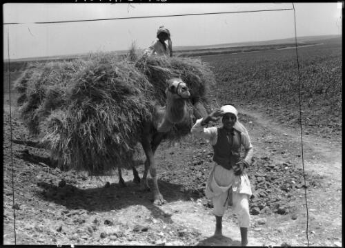 Bringing in the harvest near Gaza [2] [picture] : [Egypt, World War II] / [Frank Hurley]