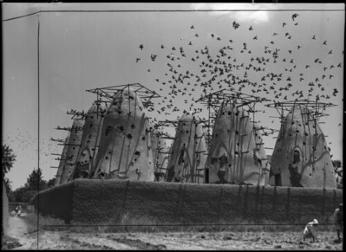 Pigeon Lofts Egypt [picture] : [Egypt, World War II] / [Frank Hurley]