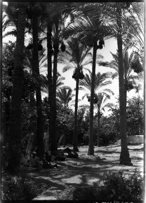 Date palms near Alexandria [picture] : [Egypt, World War II] / [Frank Hurley]