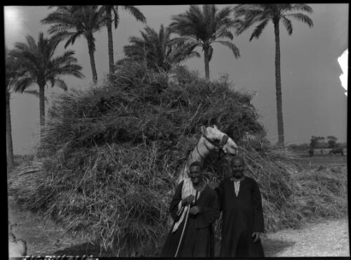 Camel loaded with straw [picture] : [Egypt, World War II] / [Frank Hurley]