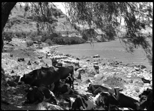 Shores of Sea of Galilee [picture] : [Galilee, World War II] / [Frank Hurley]