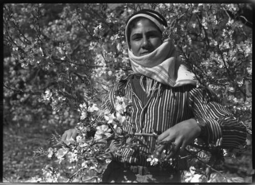 Young college student Arab of Nablus Palestine [picture] : [Portrait Studies, Libya, World War II] / [Frank Hurley]