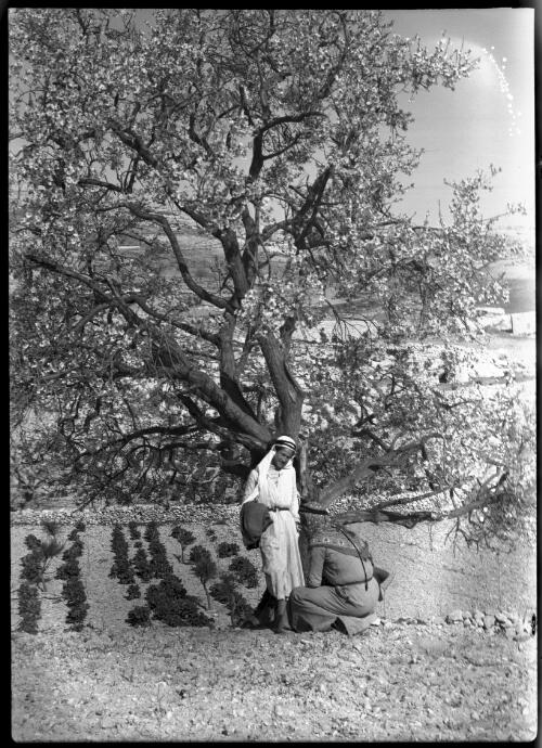 [Two men in robes in front of the orchards and a stone wall] [picture] / [Frank Hurley]