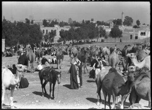 Camel Market Beersheba [picture] / [Frank Hurley]