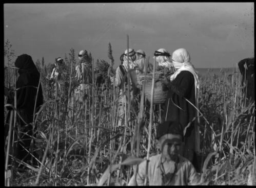 Bedouins harvesting Dhoura, a type of millet, near Beersheba [picture] / [Frank Hurley]