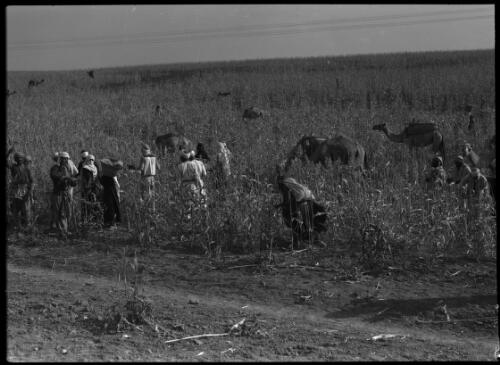 Bedouins harvesting Dhoura, a type of millet, near Beersheba [with camels in a field] [picture] / [Frank Hurley]