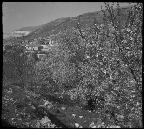 Jewish settlement, typical scenes round a Jewish village N Palestine [trees, village and distant hills] [picture] / [Frank Hurley]