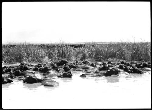 Gamoos in swamps, Lake Huleh [picture] / [Frank Hurley]