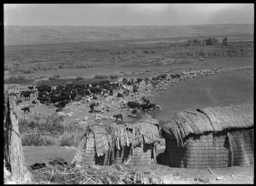 Near Lake Huleh Nth Palestine [cattle at shore and makeshift reed shelters] [picture] / [Frank Hurley]
