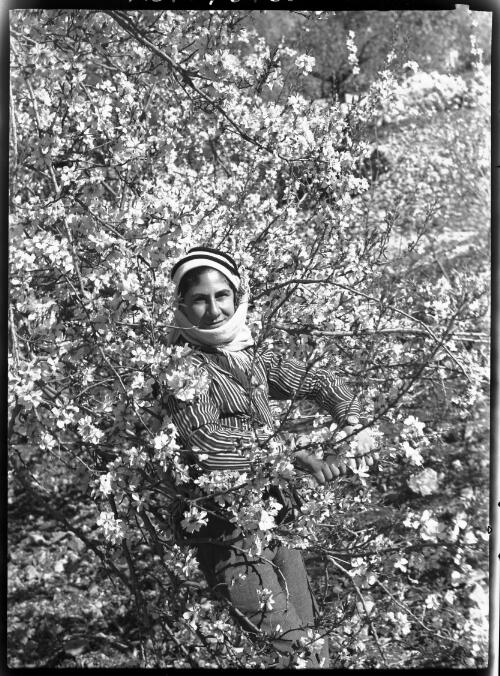 Young Moslem of Nablus among the almond blossoms of early spring [picture] / [Frank Hurley]