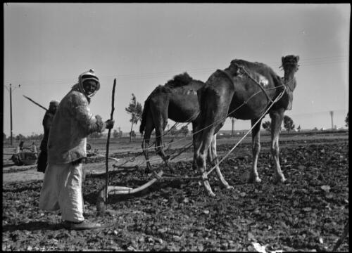 Cultivating the soil at Dier Sineud [Deir Suneid] Palestine [picture] / [Frank Hurley]