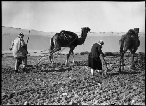 Ploughing on desert fringe Sth Palestine [two farmers seen from behind] [picture] / [Frank Hurley]