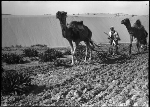 Ploughing on desert fringe Sth Palestine [two farmers approaching camera] [picture] / [Frank Hurley]