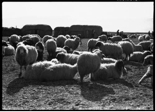 [Baalbek with a flock of sheep and shepherds in the background] [picture] : [Lebanon, World War II] / [Frank Hurley]
