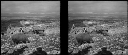 Baalbek [flock of sheep on hill overlooking Baalbek ruins] [picture] : [Lebanon, World War II] / [Frank Hurley]