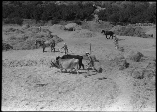 Threshing floor Syria [picture] / [Frank Hurley]