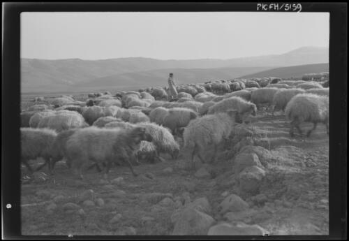 Evening sheep flock Syria [shepherd with flock of sheep set against surrounding hills] [picture] / [Frank Hurley]