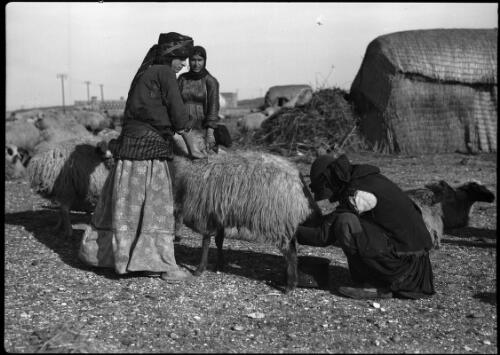 Bedouins Syria [milking a sheep] [picture] / [Frank Hurley]