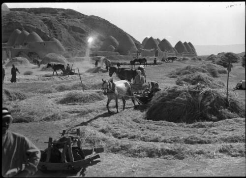 Threshing floor, village of Nth Syria (near Homs) [villagers and horses at work in the fields] [picture] / [Frank Hurley]
