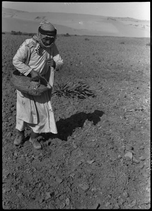 Scattering grain during the sowing season Syria [villager with hand-woven basket casts seed] [picture] / [Frank Hurley]