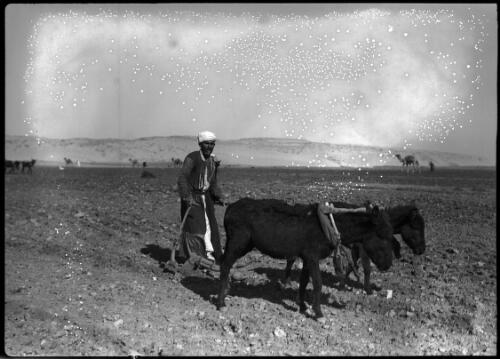 Ploughing in Syria [man with two donkeys and plough] [picture] / [Frank Hurley]
