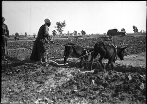 Tilling the Soil in N Syria [two men with donkeys and tiller] [picture] / [Frank Hurley]