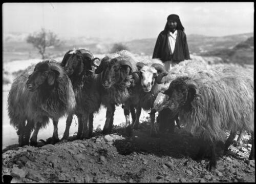Bedouin shepherd, Iskanderoun Syria [shepherd and sheep] [picture] / [Frank Hurley]