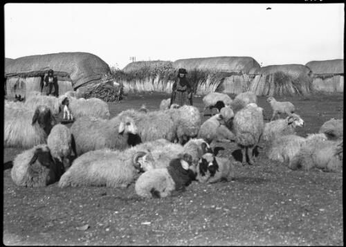 Mainly sheep scenes around Bedouin Camp in Northern Syria [resting sheep with shepherds in background] [picture] / [Frank Hurley]