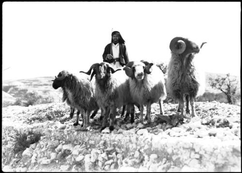 Mainly sheep scenes around Bedouin Camp in Northern Syria [Bedouin shepherd with four rams] [picture] / [Frank Hurley]