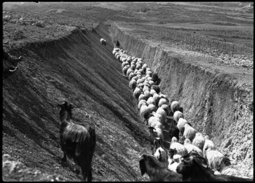 Mainly sheep scenes around Bedouin Camp in Northern Syria [large flock of sheep being shepherded away] [picture] / [Frank Hurley]