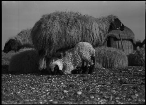 Mainly sheep scenes around Bedouin Camp in Northern Syria [ewe with lamb at her feet] [picture] / [Frank Hurley]