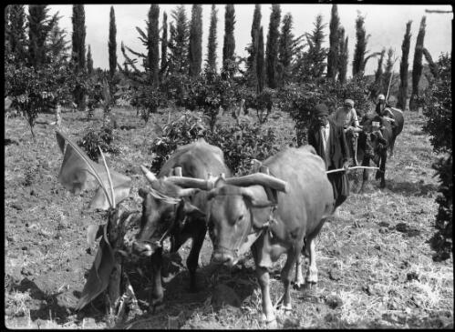 Cattle tilling on the Orontes Syria [picture] : [Syria, World War II] / [Frank Hurley]