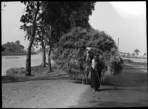 [Camel loaded with grass, being lead by a man, World War II] [picture] / [Frank Hurley]