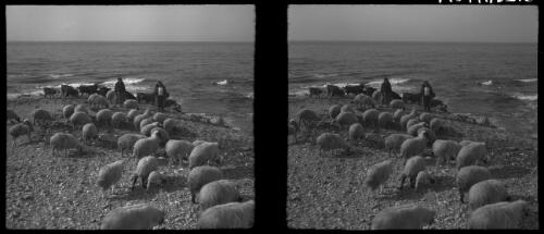 Views along the Syrian Coast near Junei, stereos [two men with a herd of goats] [picture] : [World War II] / [Frank Hurley]