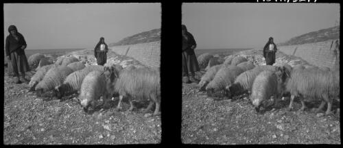 Views along the Syrian Coast near Junei, stereos [two men with goats by a retainer wall] [picture] : [World War II] / [Frank Hurley]