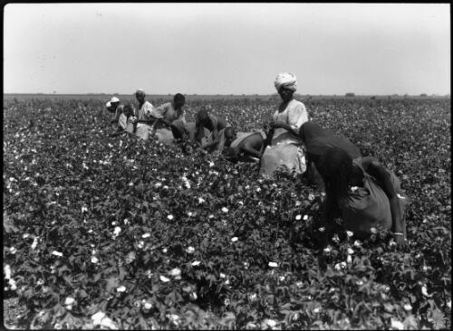 Cotton picking, Sudan Plantations Syndicate Ltd [2] [picture] : [Sudan, World War II] / [Frank Hurley]